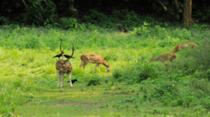 Safari and Wildlife Tours in Nepal – Discover the Natural Wonders of the Himalayas