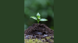 chelated micronutrient fertilizers