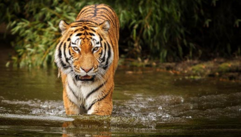 Sundarban tour package