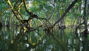 Exploring the Wild Beauty of the Delta: Your Guide to a Memorable Sundarban Tour