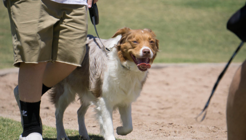 indoor and outdoor dog obedience training